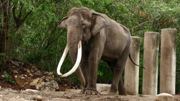 Velký asijský slon v typickém prostředí. — Stock video