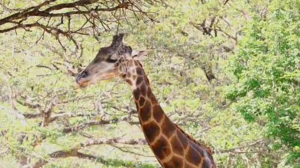 Geraffe staat in de open velden van safari park — Stockvideo