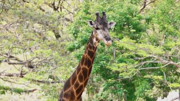 Geraffe stojący na otwartych polach parku safari — Wideo stockowe
