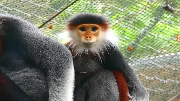 Lemurlar beş renk mi yoksa kafese konmuş kırmızı hödük mü? Bilimsel adı Pygathrix nemaeus, maymun 5 renk — Stok video