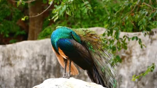 Beautifull peacock  of nature wildlife — Stock Video