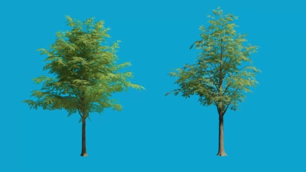Árbol realista de la representación 3d con fondo de pantalla azul — Vídeo de stock