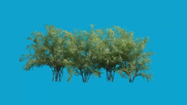 3d Mavi Ekran Arkaplanlı Gerçekçi Ağaç