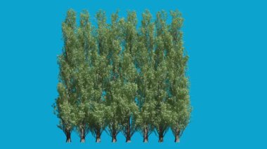 3d Mavi Ekran Arkaplanlı Gerçekçi Ağaç