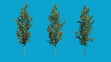3d Mavi Ekran Arkaplanlı Gerçekçi Ağaç