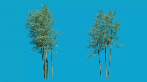 Ρεαλιστικό δέντρο από 3d απόδοση με φόντο μπλε οθόνη — Αρχείο Βίντεο