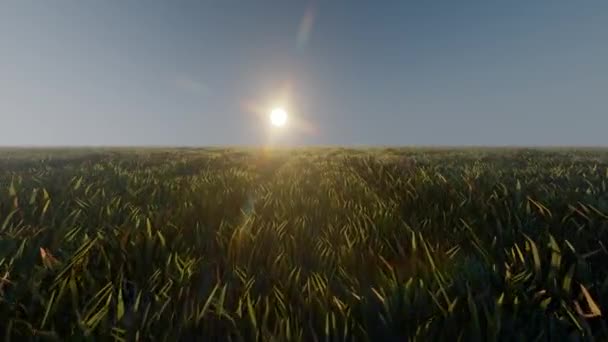 Ландшафтне поле зеленої трави та сонячного світла — стокове відео