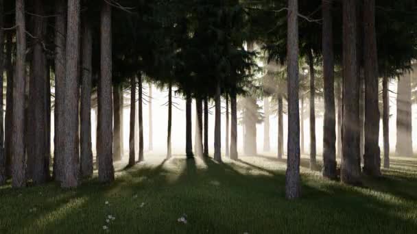Taze yeşil yaprak döken ağaçlar ormanı. Güneş ışınlarını yeşilliklere saçıyor. — Stok video