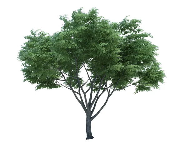 Renderizado Árbol Objetos Naturaleza Aislado Fondo Blanco — Foto de Stock