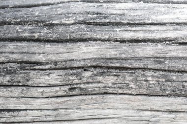 Ağaç kabuğu dokusu