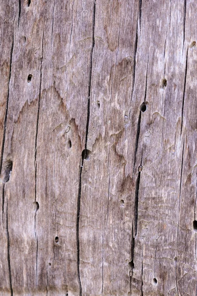 Bark of tree texture — Stock Photo, Image