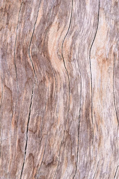 Bark of tree texture — Stock Photo, Image