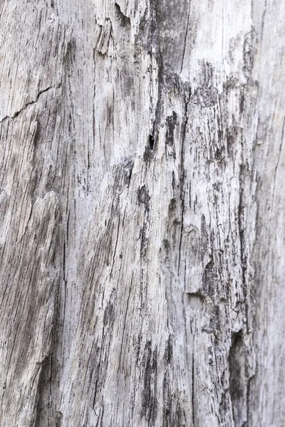 Bark of tree texture — Stock Photo, Image