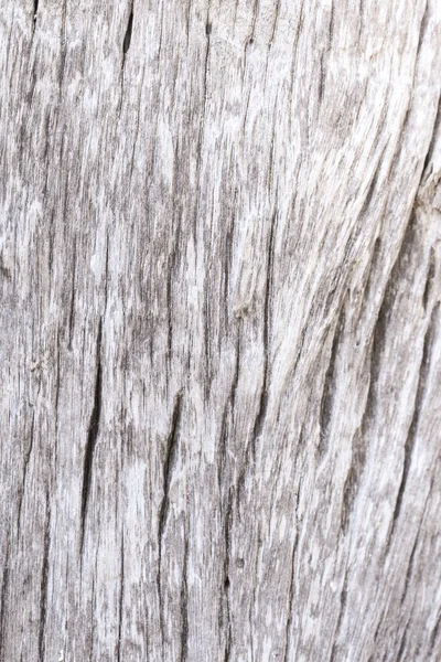 Bark of tree texture — Stock Photo, Image