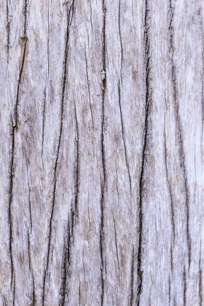 Кора древесной текстуры — стоковое фото