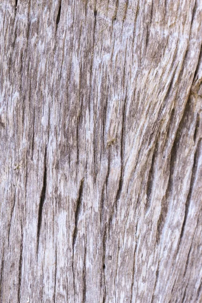 Кора древесной текстуры — стоковое фото
