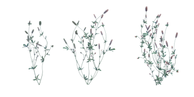 3d Render Brush Tree Isolated  on white