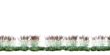 3d Render Brush Tree Isolated  on white