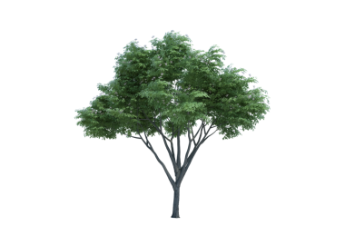 3d görüntüleme Doğa nesnesi ağacı izole edilmiş beyaz arkaplan