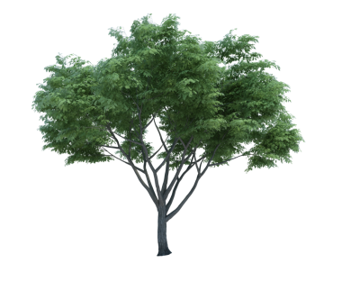 3d görüntüleme Doğa nesnesi ağacı izole edilmiş beyaz arkaplan