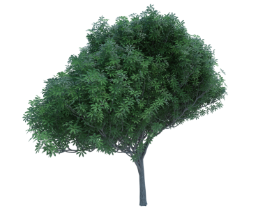 3d görüntüleme Doğa nesnesi ağacı izole edilmiş beyaz arkaplan