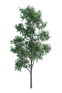 Doğa nesnesi ağaç izole edilmiş beyaz arkaplan