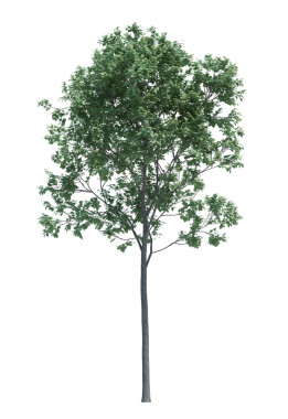 Doğa nesnesi ağaç izole edilmiş beyaz arkaplan