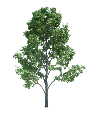 Doğa nesnesi ağaç izole edilmiş beyaz arkaplan