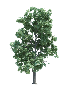 Doğa nesnesi ağaç izole edilmiş beyaz arkaplan