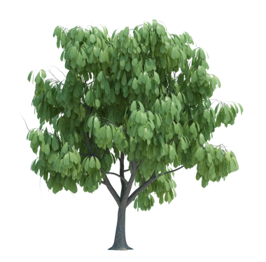 Doğa nesnesi ağaç izole edilmiş beyaz arkaplan