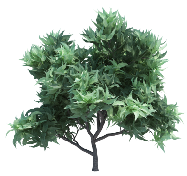 Doğa nesnesi ağaç izole edilmiş beyaz arkaplan