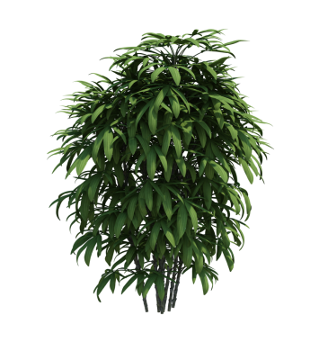 3d Render Brush Tree Isolated  on white