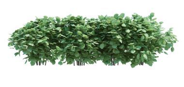 3d Render Brush Tree Isolated  on white