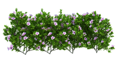 3d Render Brush Tree Isolated  on white