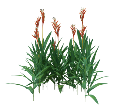 3d Render Brush Tree Isolated  on white