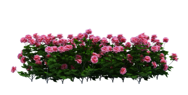 3d Render Brush Tree Isolated  on white