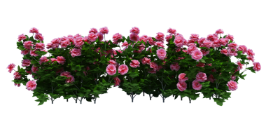 3d Render Brush Tree Isolated  on white