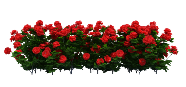 3d Render Brush Tree Isolated  on white