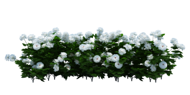 3d Render Brush Tree Isolated  on white