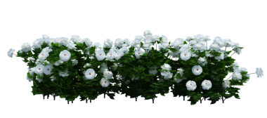 3d Render Brush Tree Isolated  on white