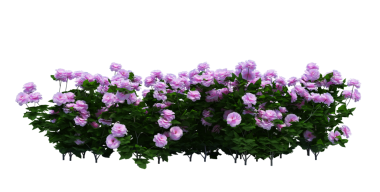 3d Render Brush Tree Isolated  on white