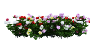 3d Render Brush Tree Isolated  on white