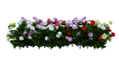 3d Render Brush Tree Isolated  on white