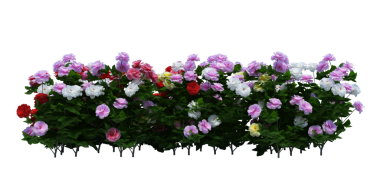 3d Render Brush Tree Isolated  on white