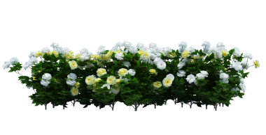 3d Render Brush Tree Isolated  on white