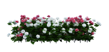 3d Render Brush Tree Isolated  on white