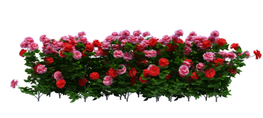 3d Render Brush Tree Isolated  on white