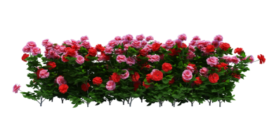 3d Render Brush Tree Isolated  on white