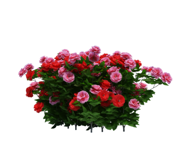 3d Render Brush Tree Isolated  on white