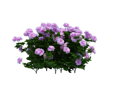 3d Render Brush Tree Isolated  on white